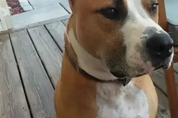 Missing dog Dunnellon, photo: Help Find Mason: Lost Dog in Citrus Springs