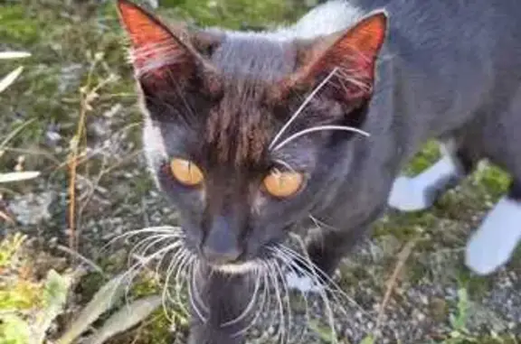 Animaux trouvés Auxerre, photo: Chaton mâle noir et blanc trouvé à Auxerre