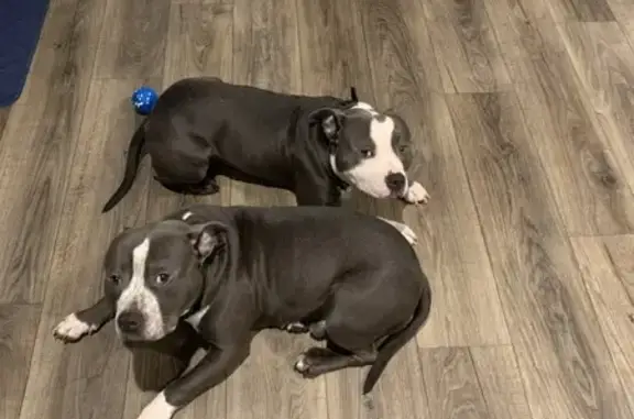 Lost Pitbull Brothers in Chester, VA