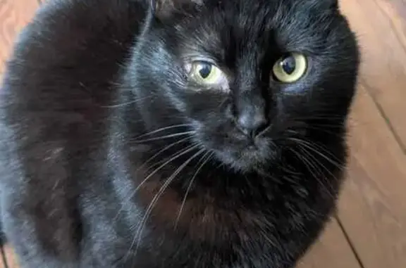 Chatte noire perdue à Cintré, Bretagne - photo