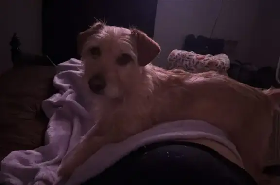 Missing dog San Antonio, photo: Lost Dog with a Heartwarming Smile
