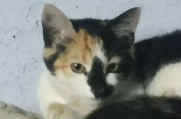 ¡Gata Tricolor Perdida en Urua...