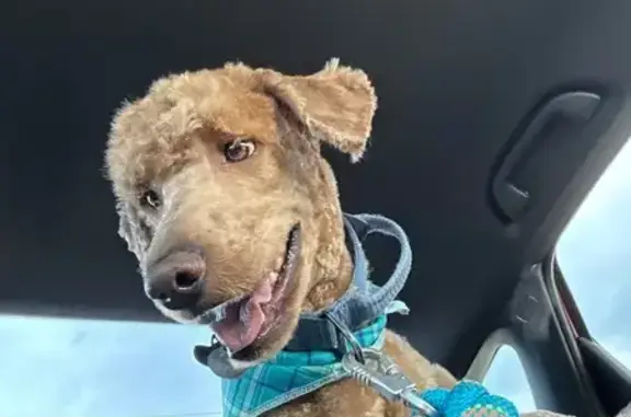 Lost and found pets Magna, photo: Lost: Playful Golden Doodle in Magna