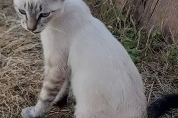 Chaton crème tigré trouvé, maigre, Anan - photo