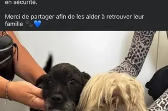 Chiens trouvés près de Somain, en sécurité - photo