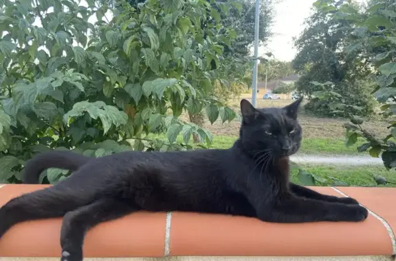 Chat noir perdu à Lescar, 3 ans, castré - photo