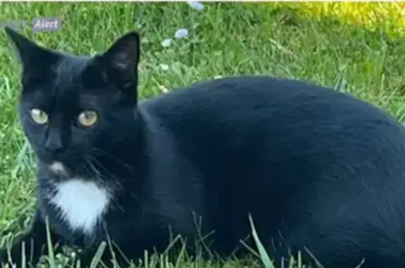 Chat perdu, , photo: Chat noire perdue, collier rouge, Crémery
