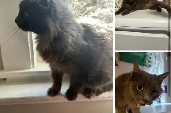 Lost Gray Cat: Small, White Chest Patch