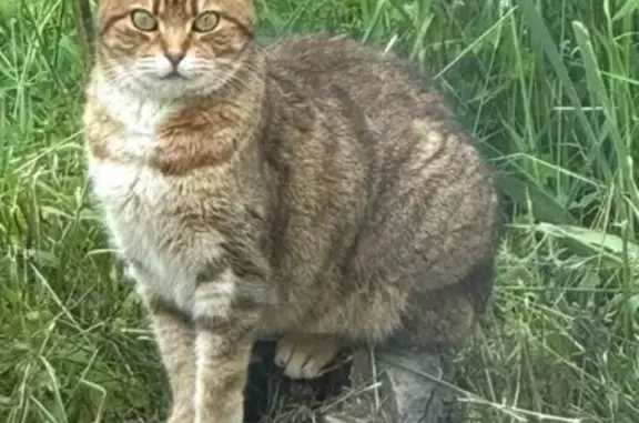 Chat perdu, , photo: Chat perdu roux et blanc à Néronde