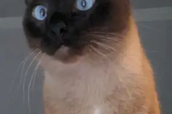 Lost Siamese Cat: Friendly & Vocal in SD