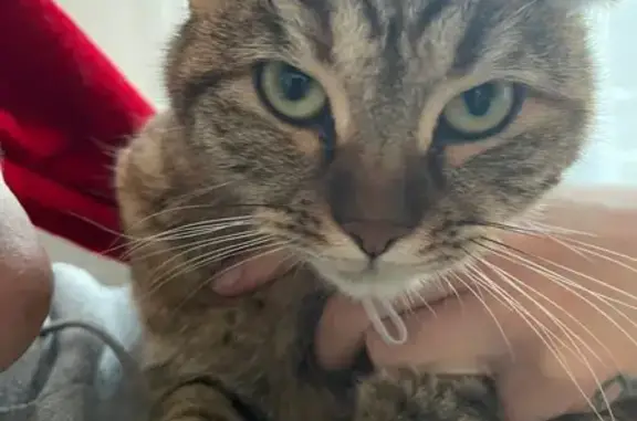 Chat perdu, Martigues, photo: Chatte européenne perdue à Martigues
