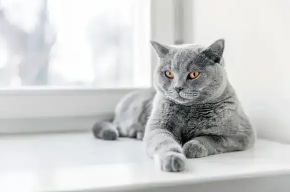 Animaux perdus , photo: Chatte grise perdue à Vaujours