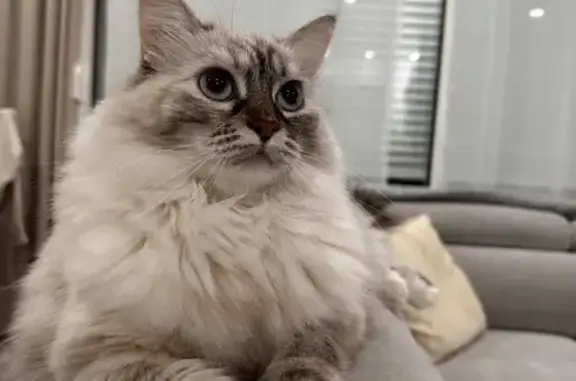 Chat perdu, Castelsarrasin, photo: Chatte blanche perdue, Route des Cloutiers