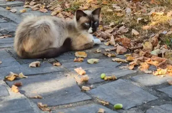 Animaux trouvés Saint-Viance, photo: Jeune siamois craintif trouvé à St-Viance