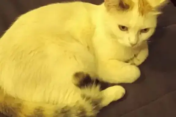 Chatte blanche, taches marron, Agde - photo