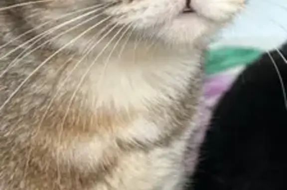 Gata Atigrada Perdida en Palma: Cariñosa y Chip