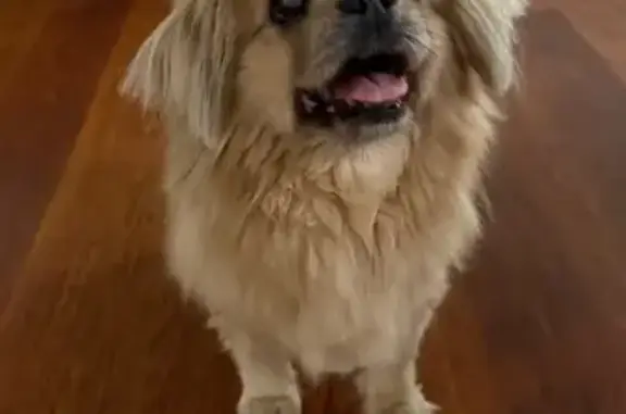 Chien perdu sourd, 15 ans, Gours - photo