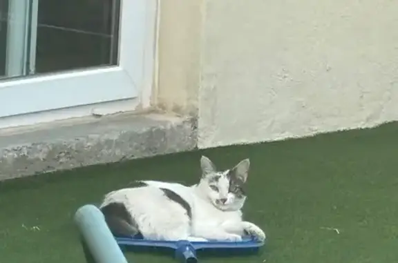 Chatte blanche/grise perdue à Aigues-Vives - photo