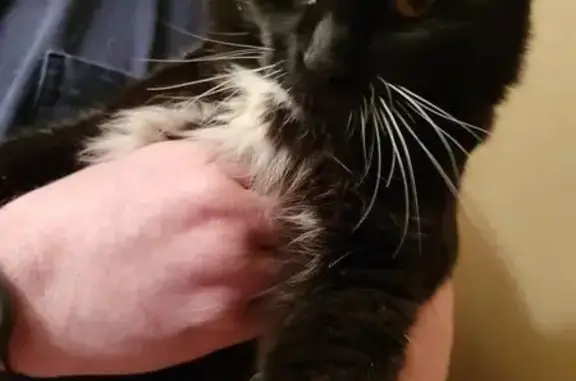 Found cat Woodinville, photo: Found Young Black Cat in Woodinville