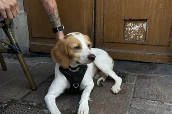 Chien mâle non castré trouvé à Aurillac - photo