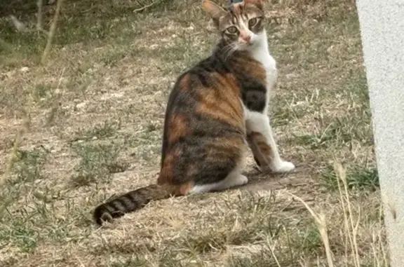 Chatte tricolore perdue à Firminy - photo