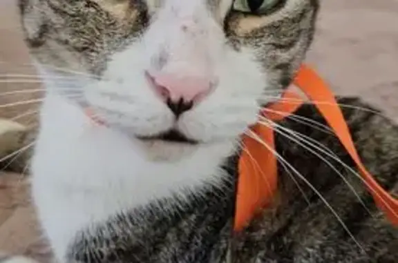 Found cat Miami, photo: Friendly Grey & White Tabby Found in Miami