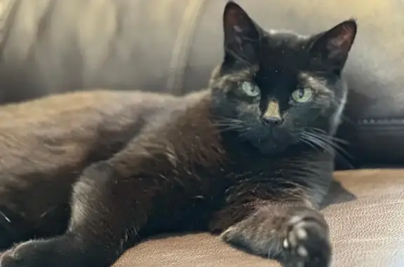 Lost Black Cat: Thornhill/Richmond Hill Area