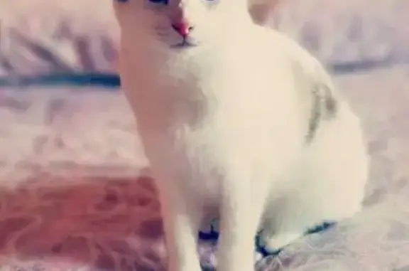 ¡Ayuda! Gato blanco perdido en Chilches