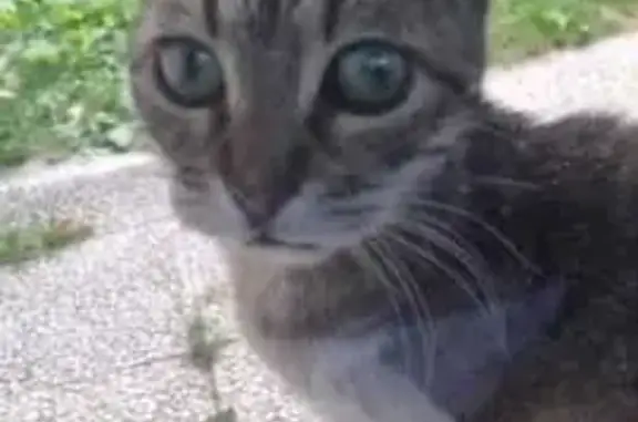 Animaux trouvés Chambéry, photo: Chatte câline tricolore trouvée à Chambéry