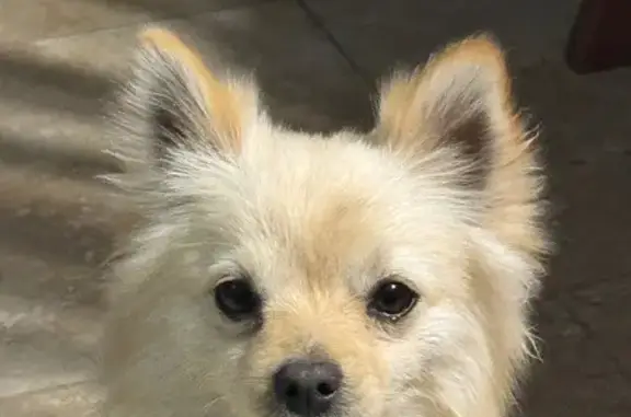 Lost Tan/White Pomeranian on 95th St