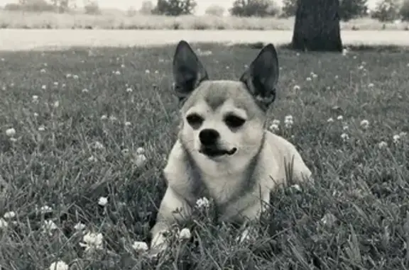 Missing dog , photo: Lost: Tan Chihuahua, 10, Naperville IL