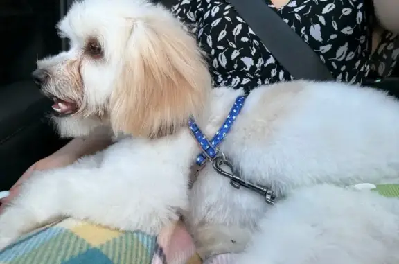 Missing dog , photo: Lost Tan & White Dog: Louetta Rd 6648