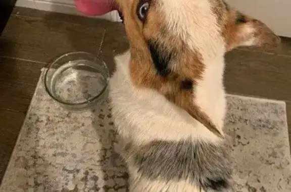 Found pets Fort Worth, photo: Corgi Found on Misty Meadow Dr, Fort Worth