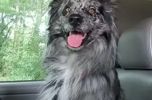 Lost: Coal, Grey Aussie Blue Heeler Mix