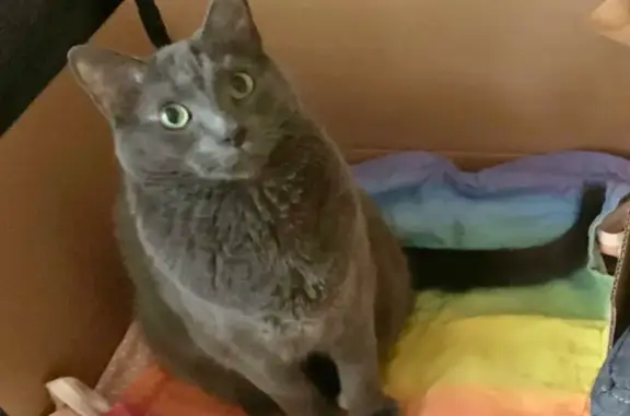 Lost Gray Cat: White Foot, Lewis Center