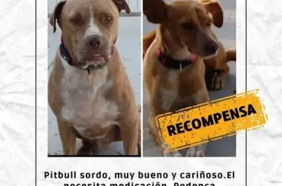 Perros perdidos, , foto: Perro Sordo Perdido en Morón de la Frontera