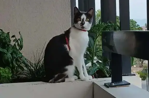 Chat perdue à Cuers, flamme sur le front - photo