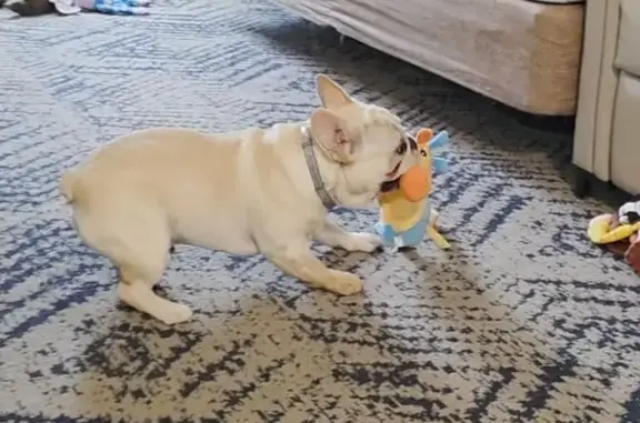 Lost Dog: Beige/White, Freckles, Charleston