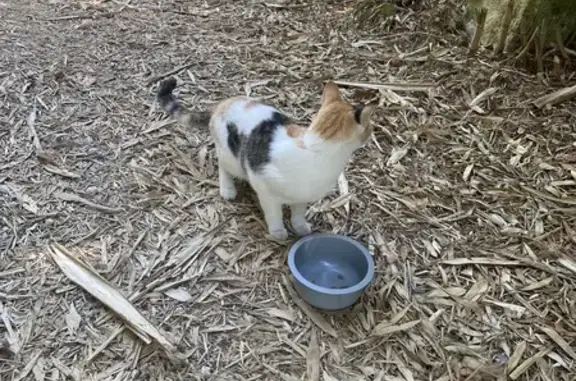 Animaux trouvés Nouvelle-Aquitaine, photo: Chatte tricolore trouvée à Plassay