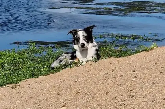 Chien perdu Nevers, photo : Chien perdu : Aribo, border collie craintif