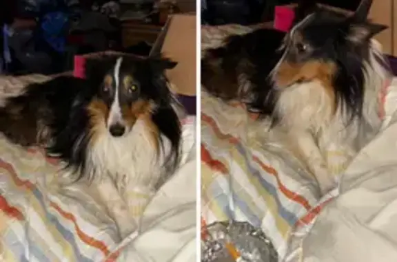 Missing dog Clinton, photo: Lost Tri-Colored Mini Sheltie in Clinton