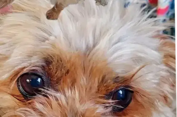 Missing dog Virginia Beach, photo: Lost Morkie: Blond & Black in Powhatan