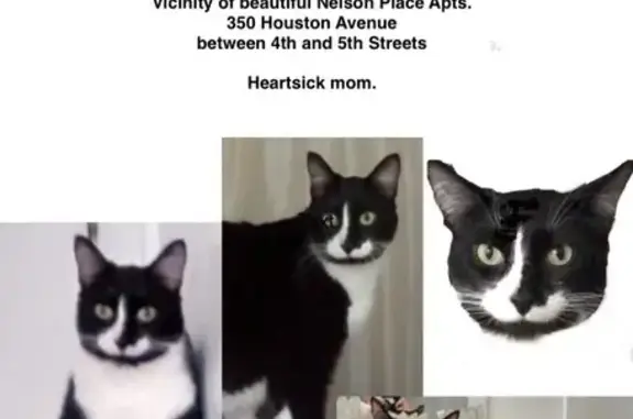Lost Cat: Distinctive White Socks, Muskegon