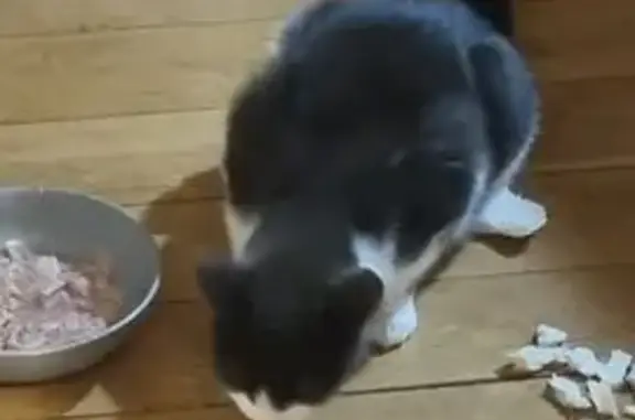 Found: Chatty Young Cat on Ale...