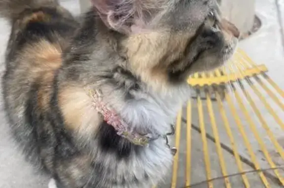 ¡Gato Atigrado Perdido en Mexi...
