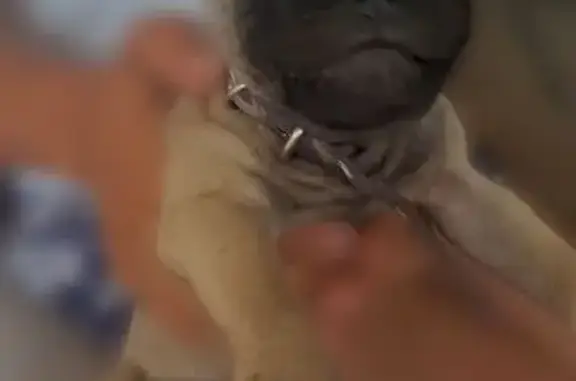 Búsqueda de mascotas, foto: ¡Perro Perdido! Betito, 7 meses, Collar Azul
