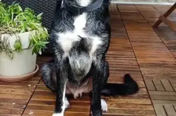 Chien trouvé , photo: Chien noir trouvé à Robiac-Rochessadoule