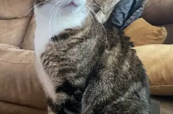 Missing cat Mission Viejo, photo: Lost Tabby Cat: White Paws, Green Eyes