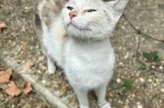 Animaux trouvés Auch, photo: Chatte beige et marron trouvée à Auch