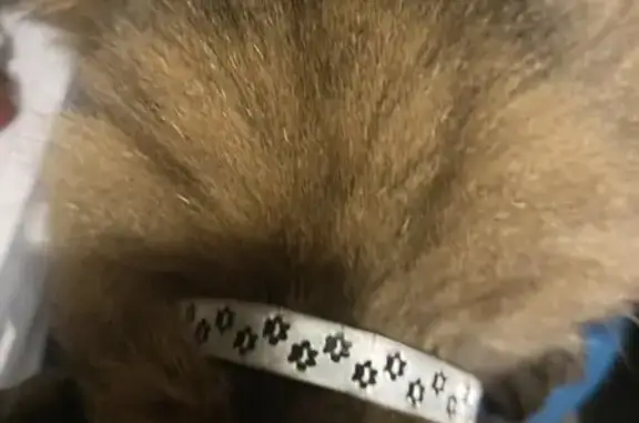 Animaux trouvés Quimper, photo: Chat trouvé, sociable, Cité Kerguélen